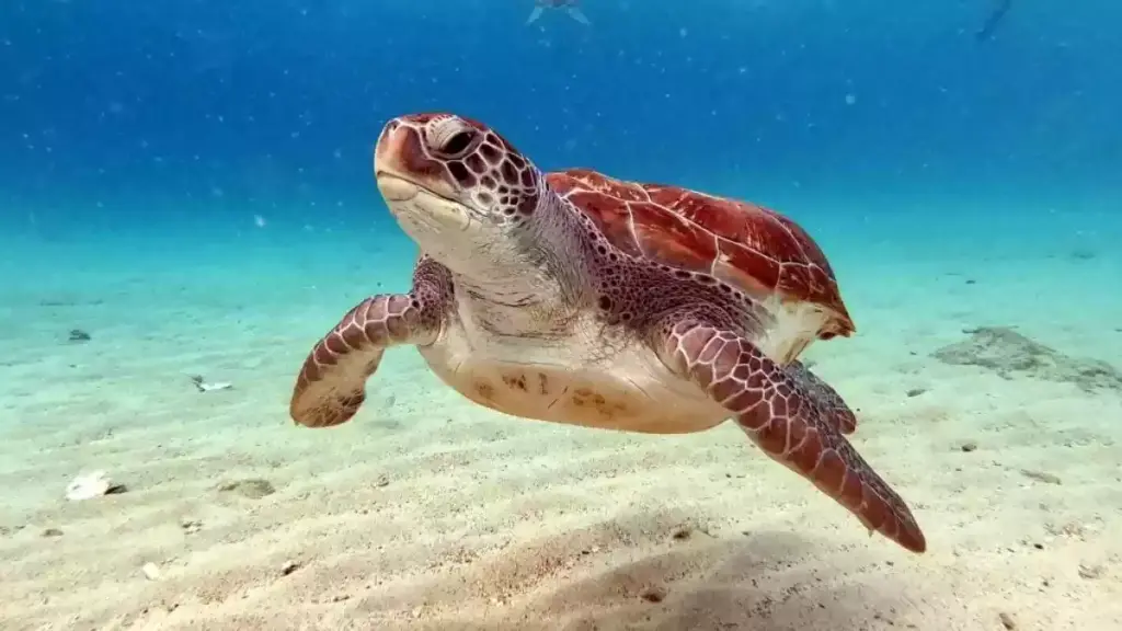 معرفی 20 مورد از شگفتی های لاکپشت‌ها