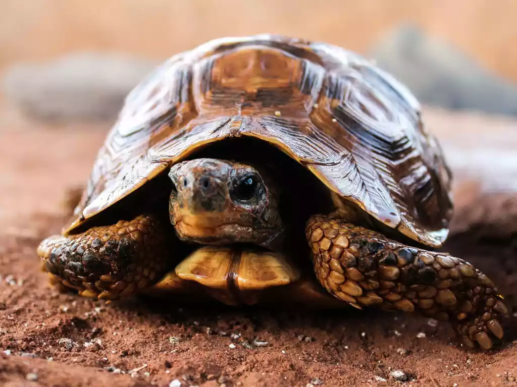 معرفی 20 مورد از شگفتی های لاکپشت‌ها