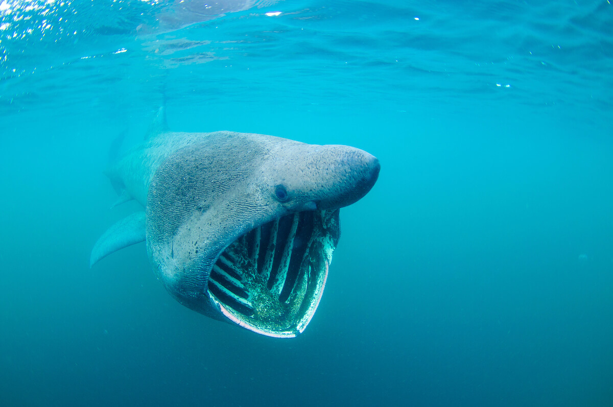 کوسه آفتابخوار یا کوسه آسوده